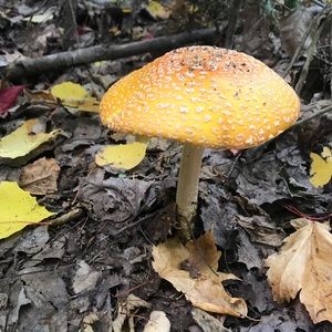 Meet your Posher, Myles